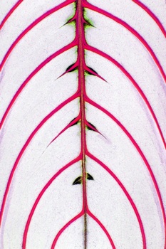F 066C